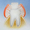 Ultrafine 3-Sided Adult Toothbrush for Oral Care